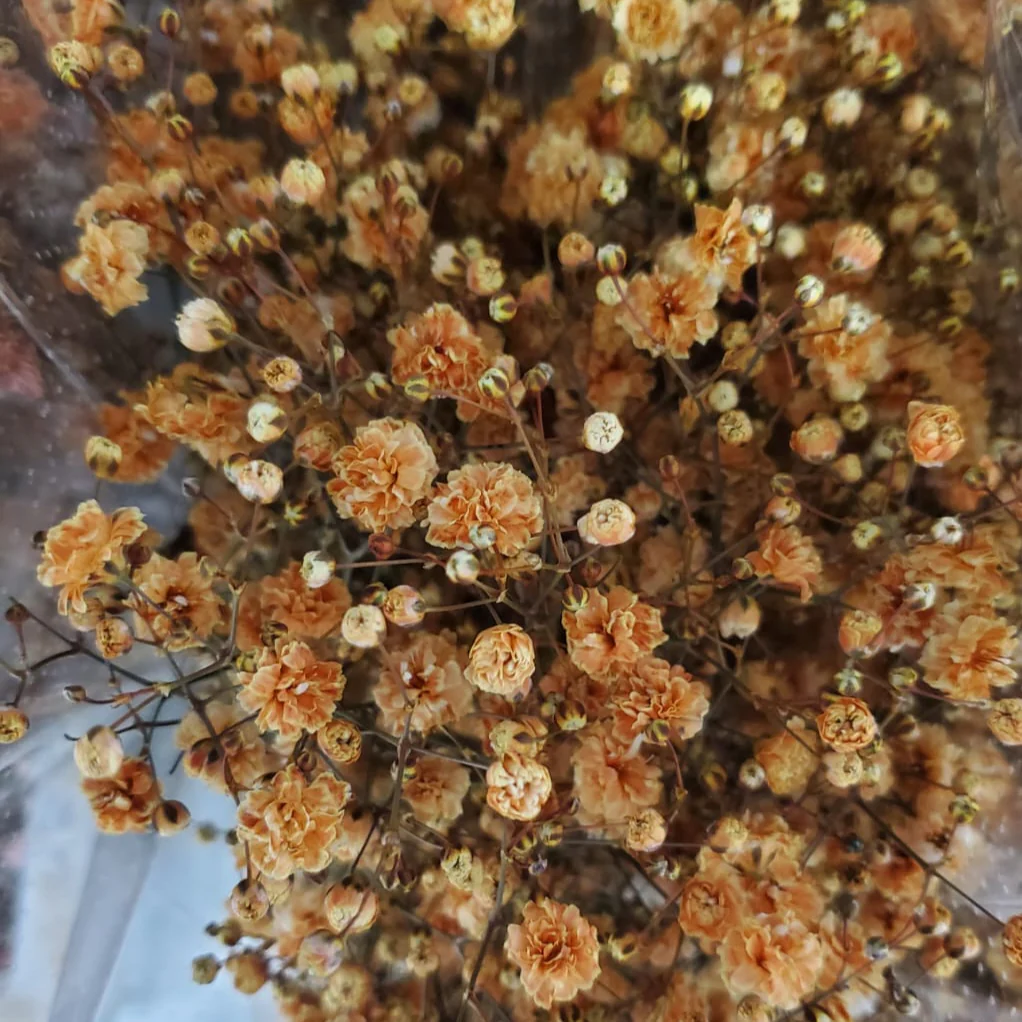 Tinted Terracotta Baby's Breath Flower - Image 5