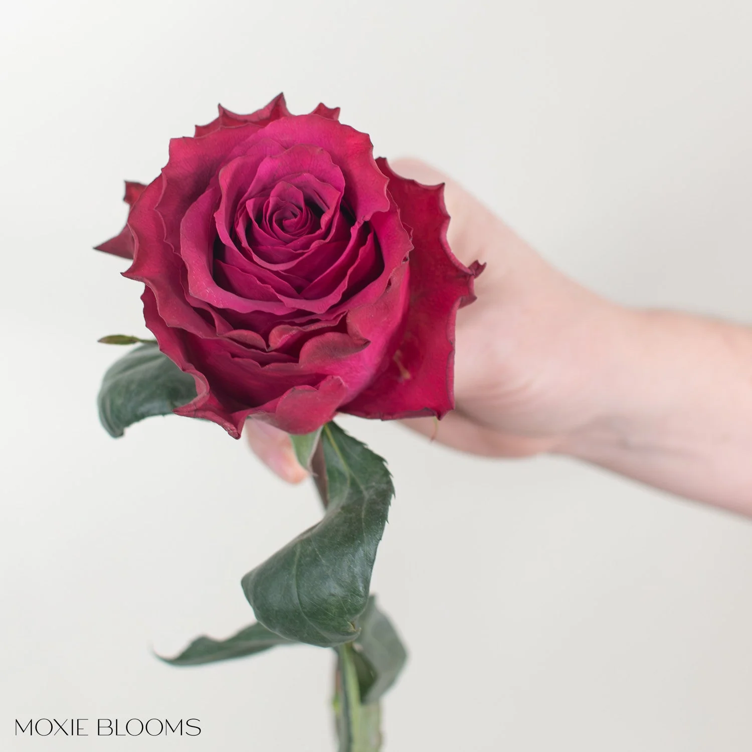 Burgundy Venturoso Rose - Image 5