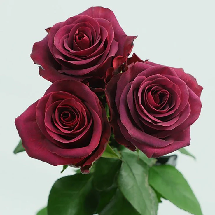 Burgundy Venturoso Rose - Image 6