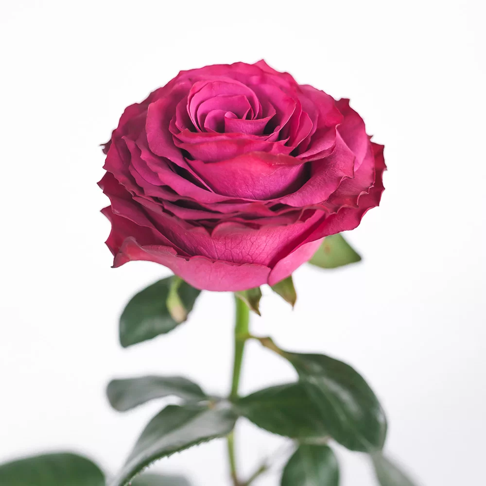 Burgundy Venturoso Rose - Image 7