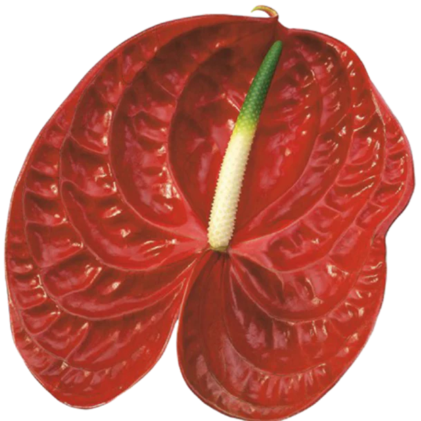 Calisto Dark Red Anthurium - Image 4