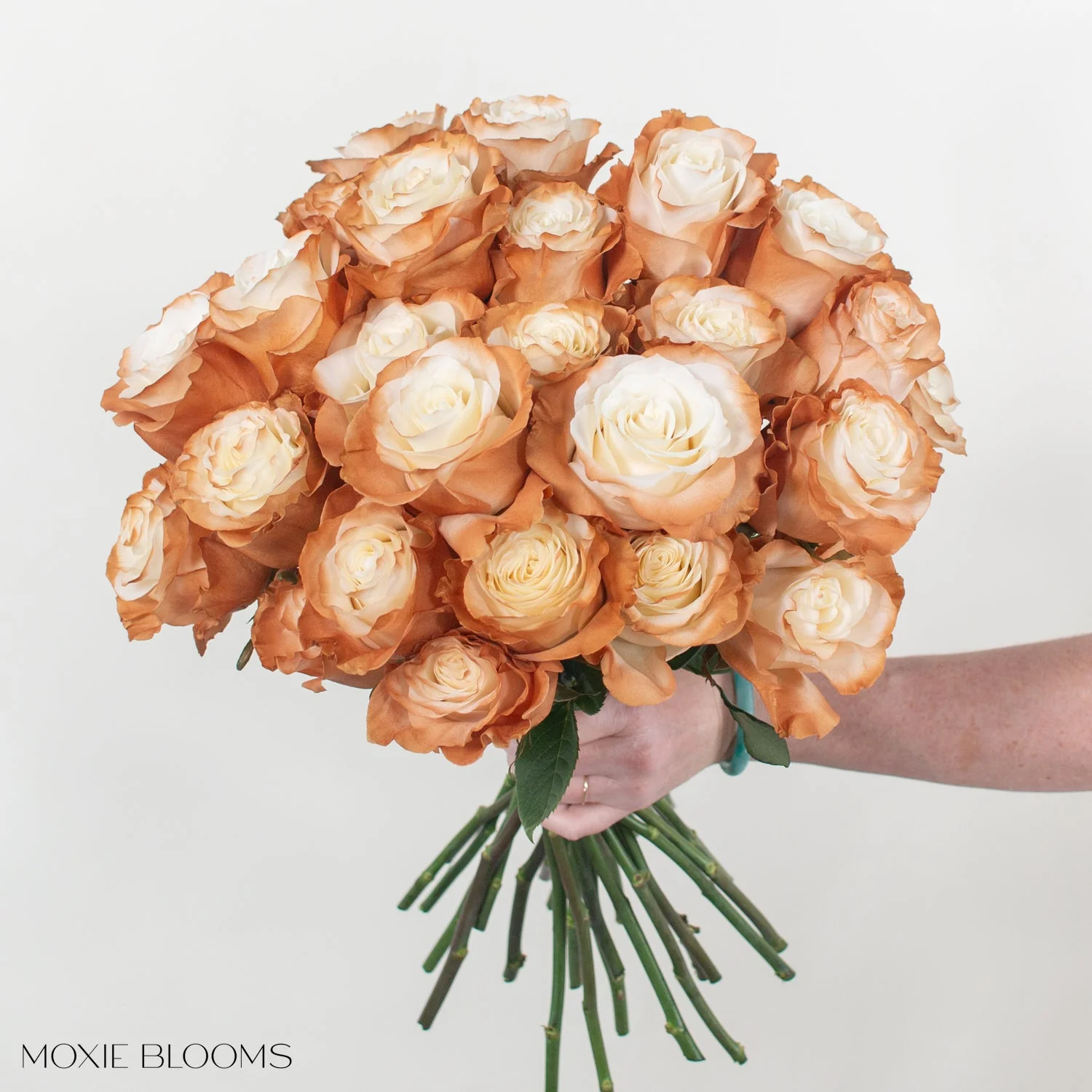 Cinnamon Edge Novelty Rose - Image 3