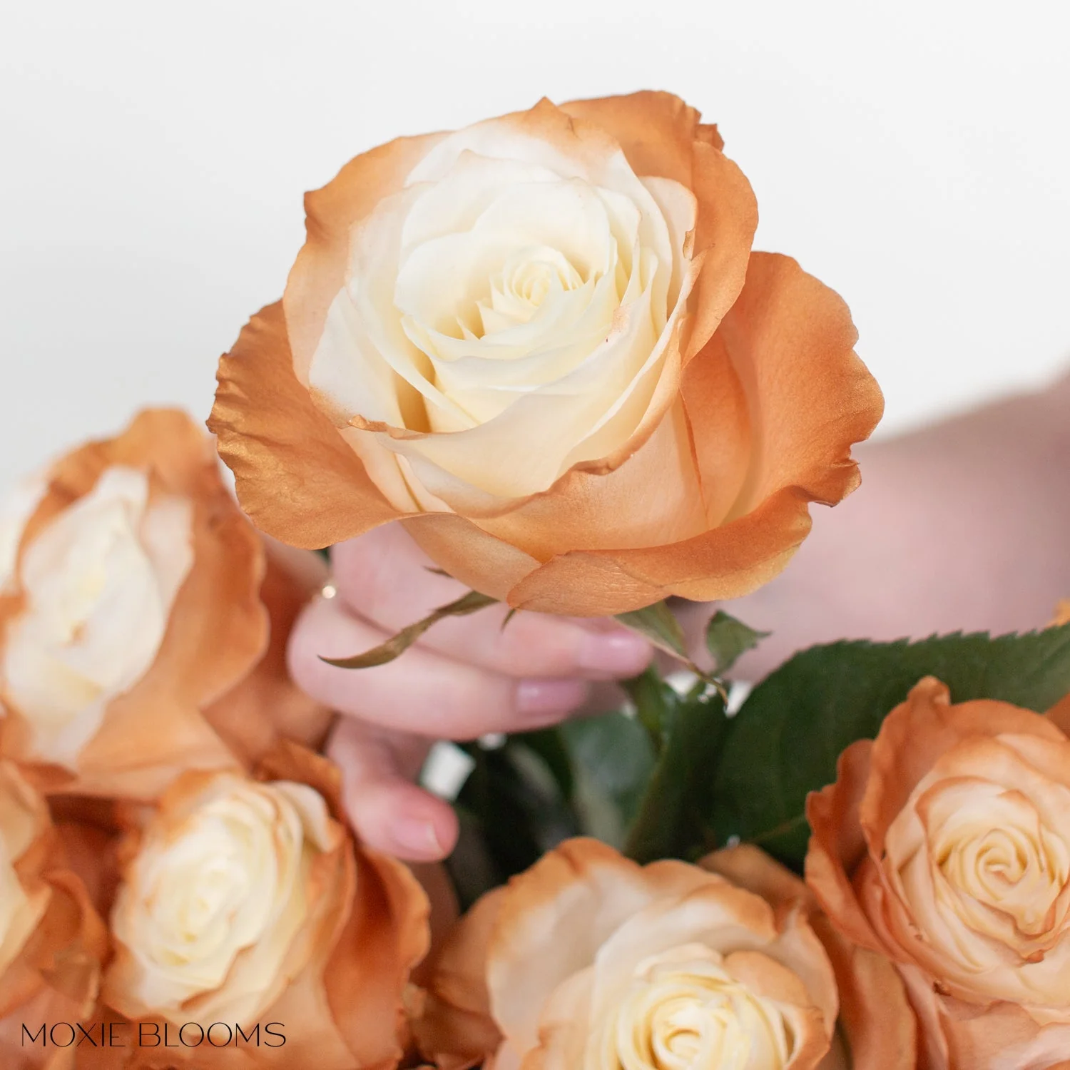 Cinnamon Edge Novelty Rose - Image 5