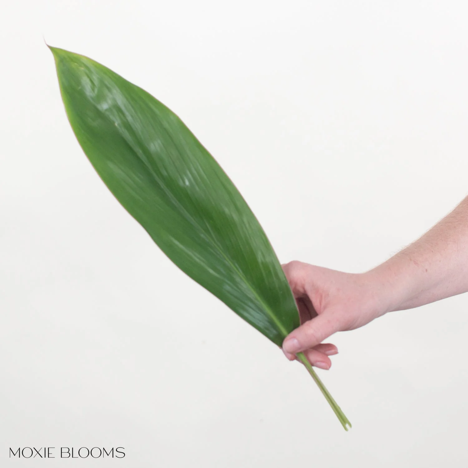 Cordelyn Leaves Greenery - Image 4