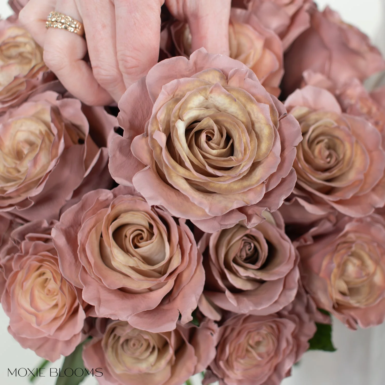 Desert Sand Novelty Rose - Image 10