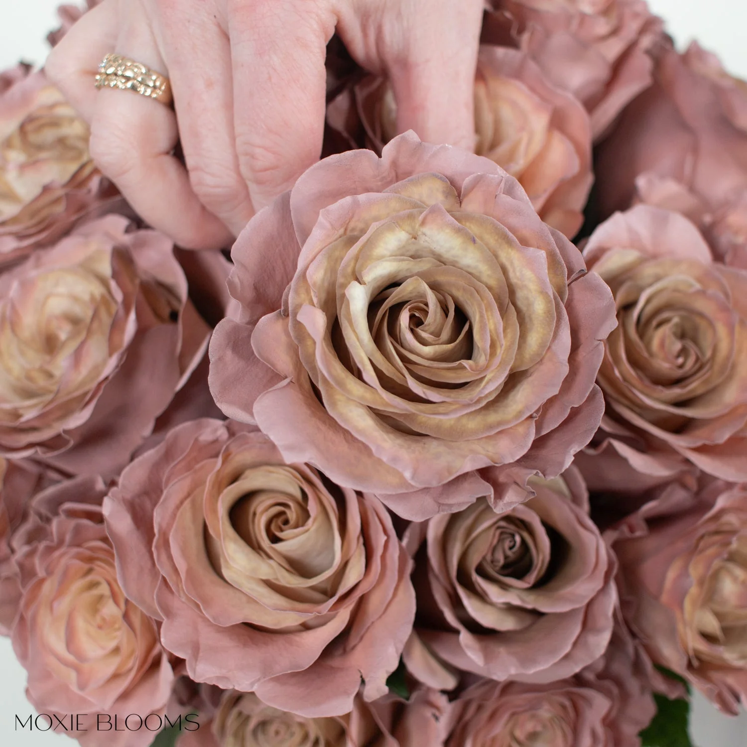 Desert Sand Novelty Rose - Image 8