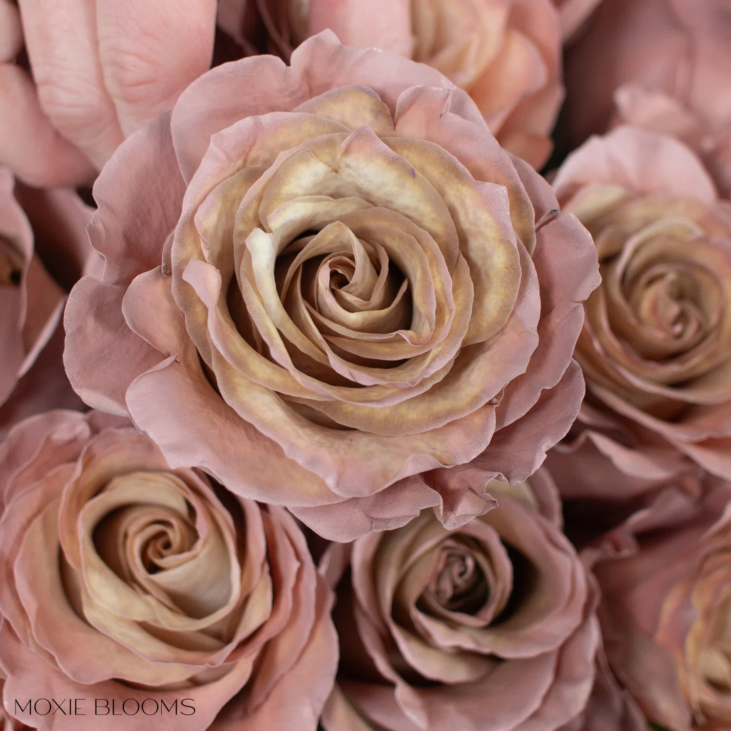 Desert Sand Novelty Rose - Image 9