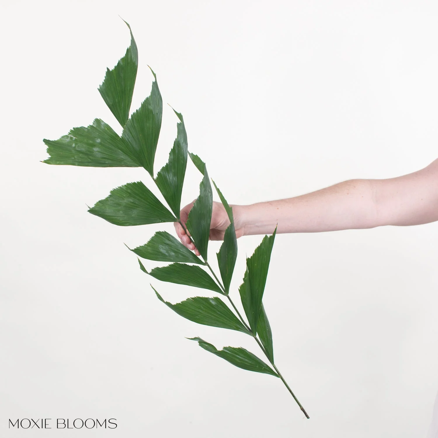 Fishtail Palm Greenery - Image 3