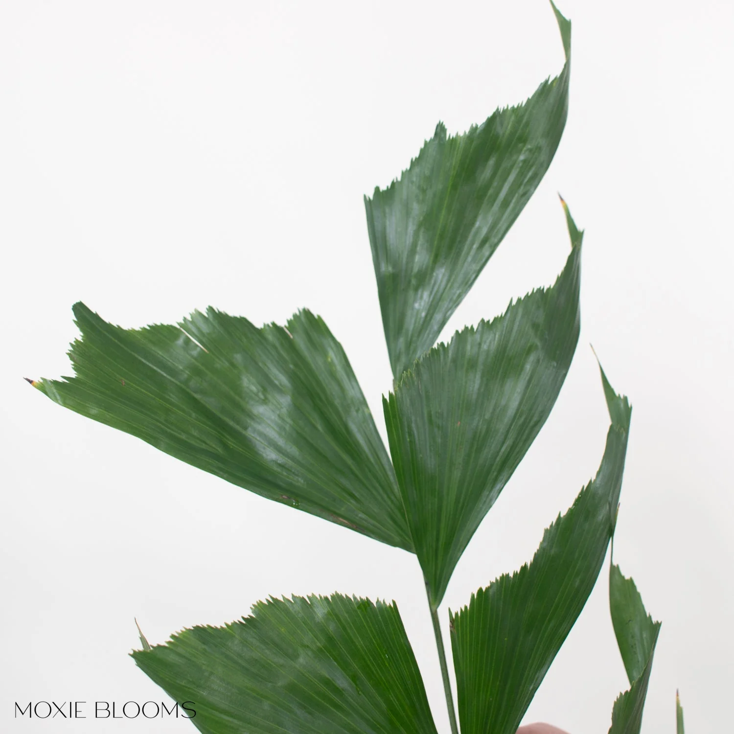Fishtail Palm Greenery - Image 4