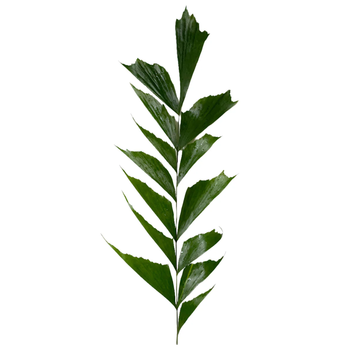 Fishtail Palm Greenery - Image 5