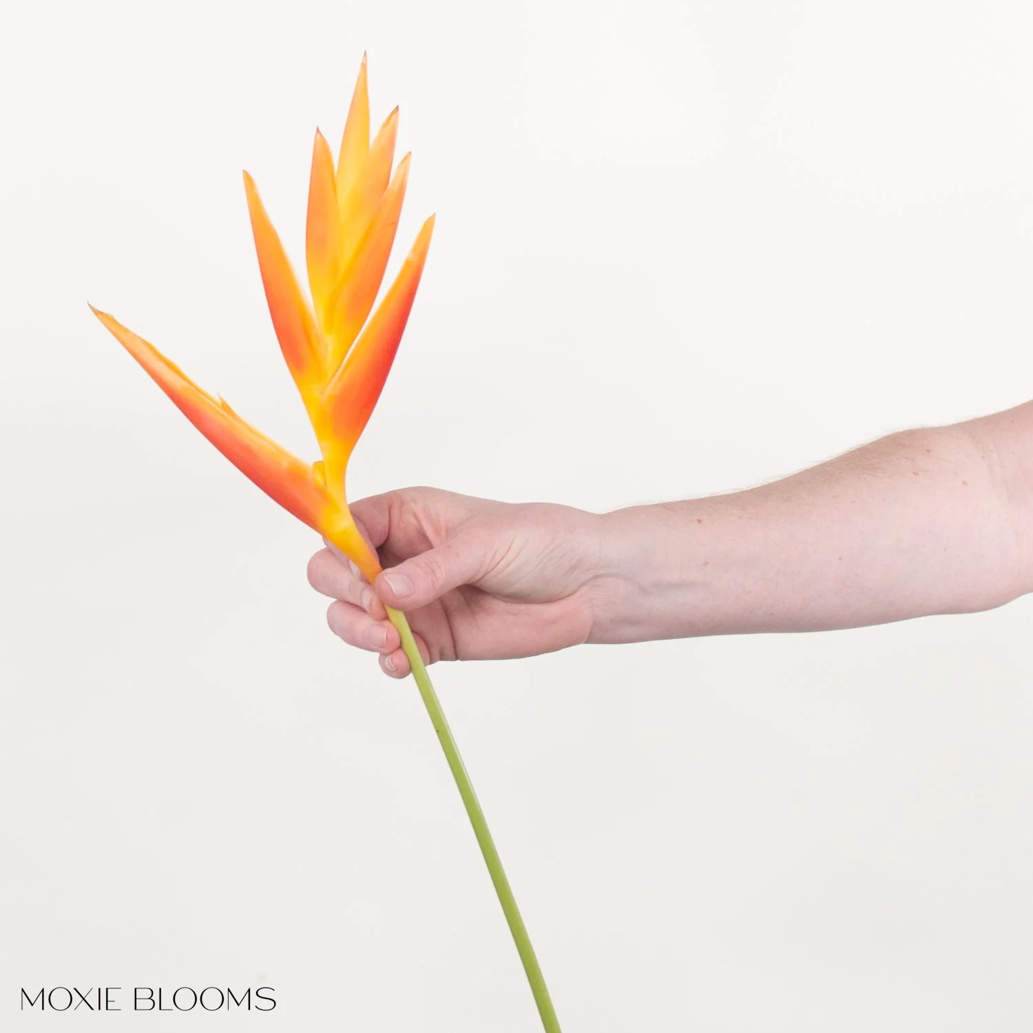 Golden Fire Heliconia - Image 3