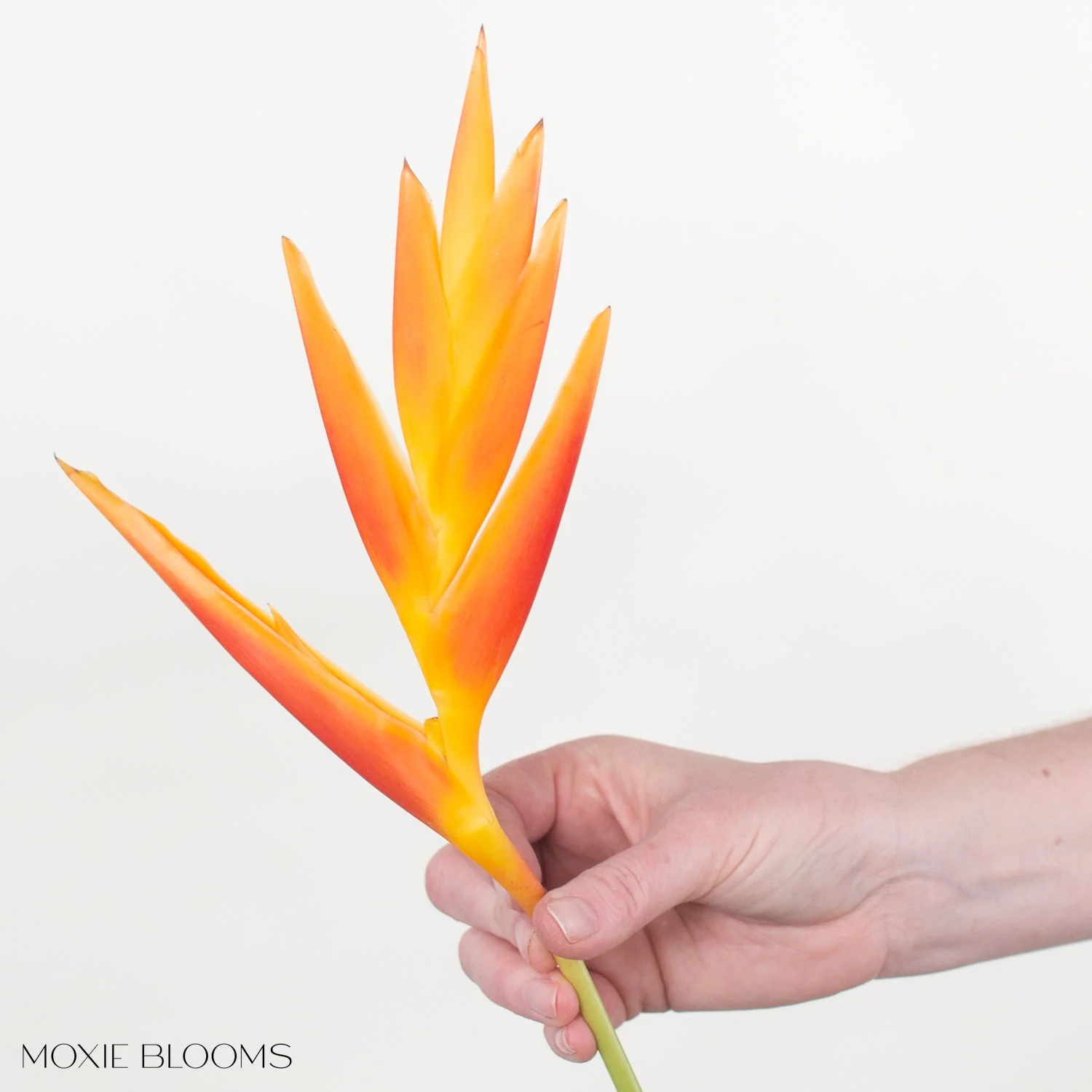 Golden Fire Heliconia - Image 4