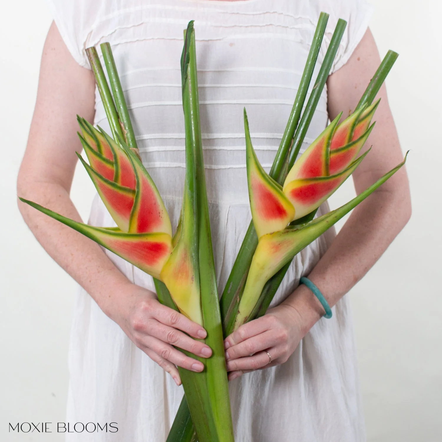 Wagneriana Heliconia