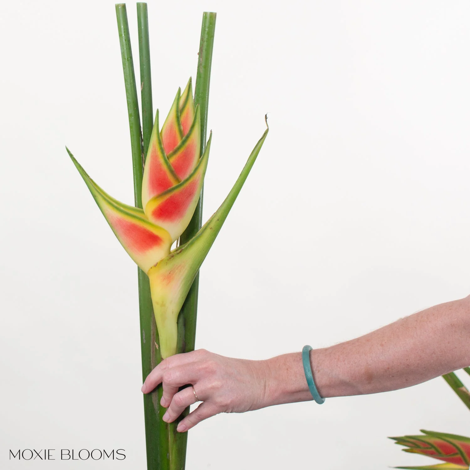 Wagneriana Heliconia - Image 2