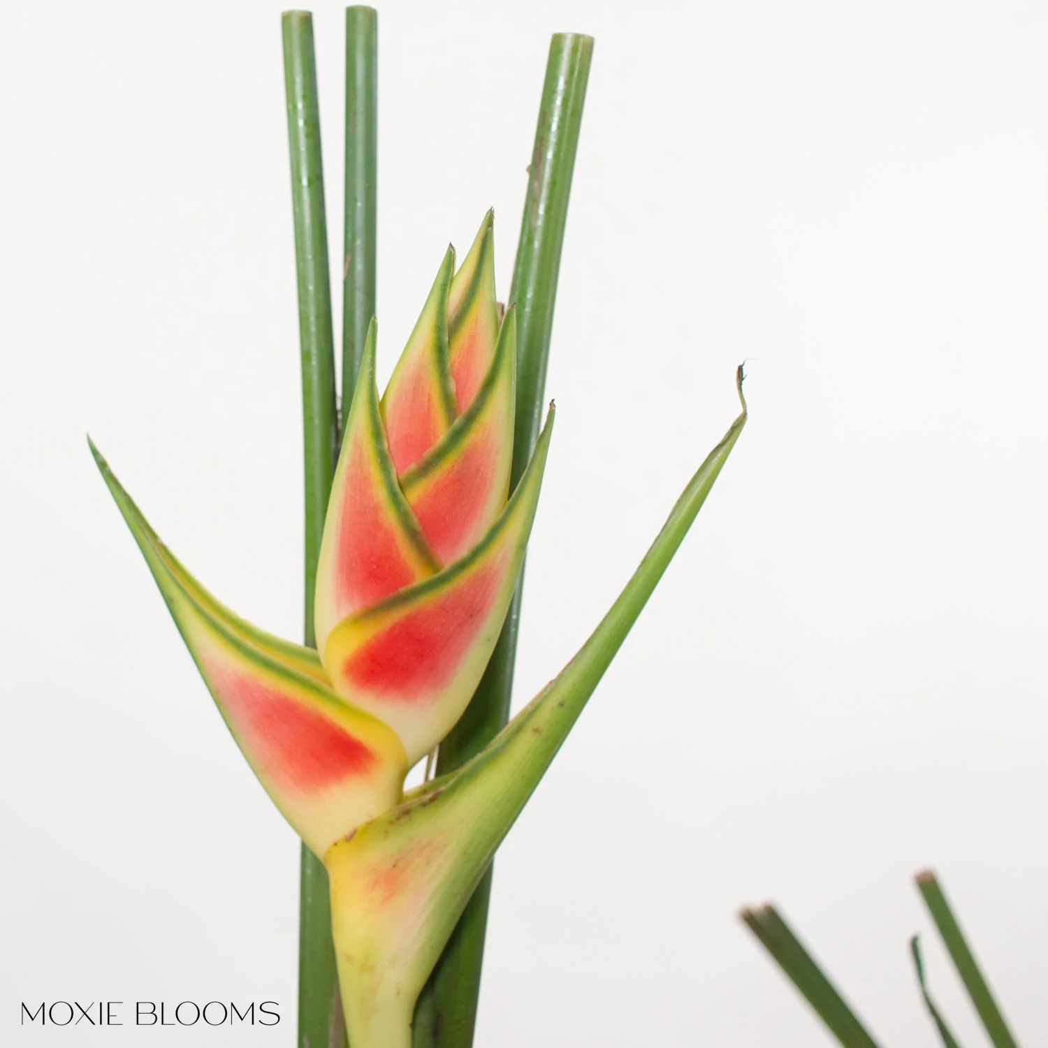 Wagneriana Heliconia - Image 3