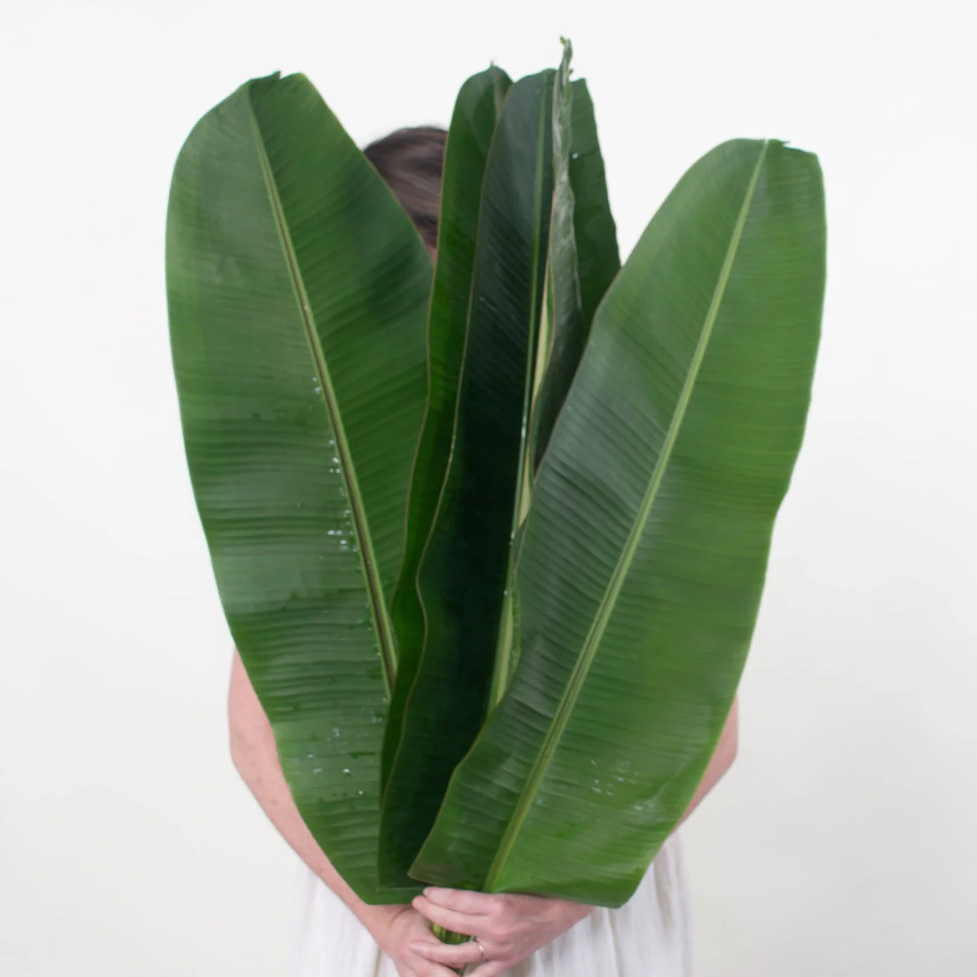 Musa Leaf Greenery