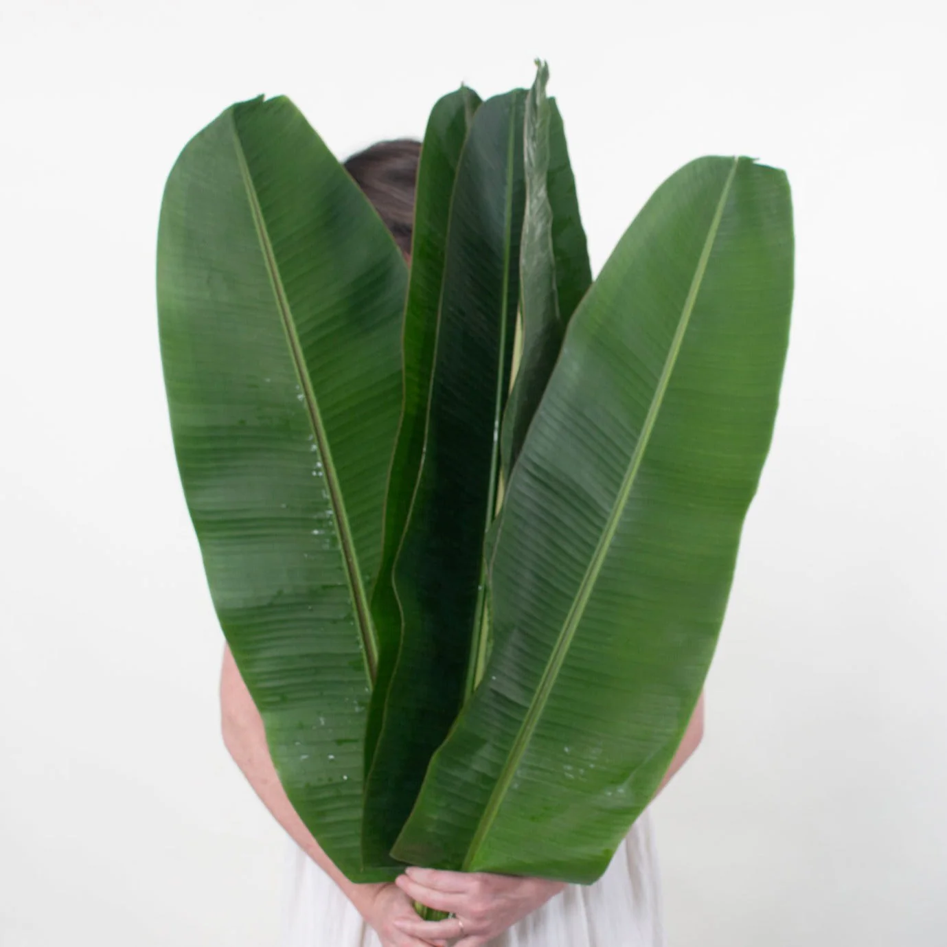 Musa Leaf Greenery - Image 2