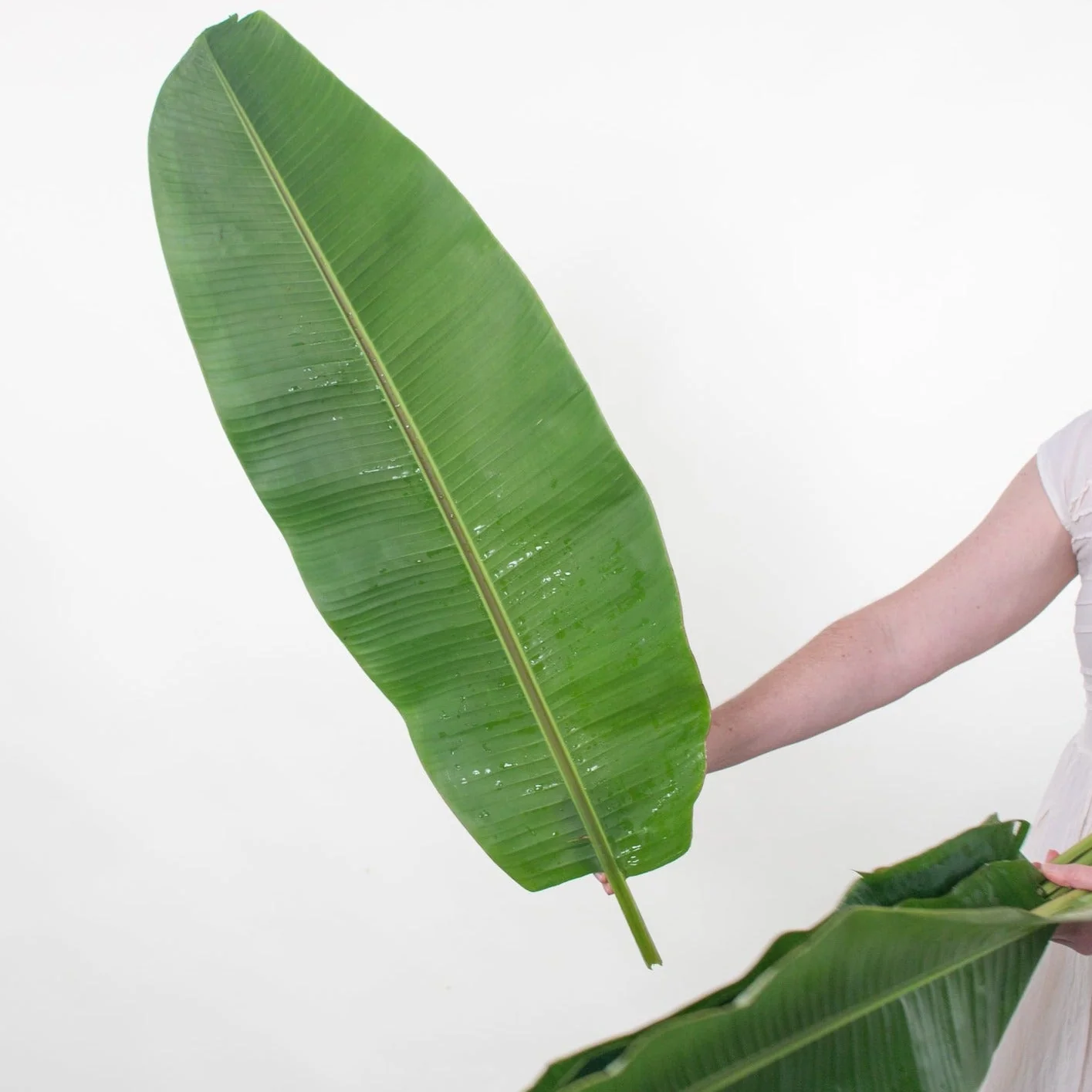 Musa Leaf Greenery - Image 4