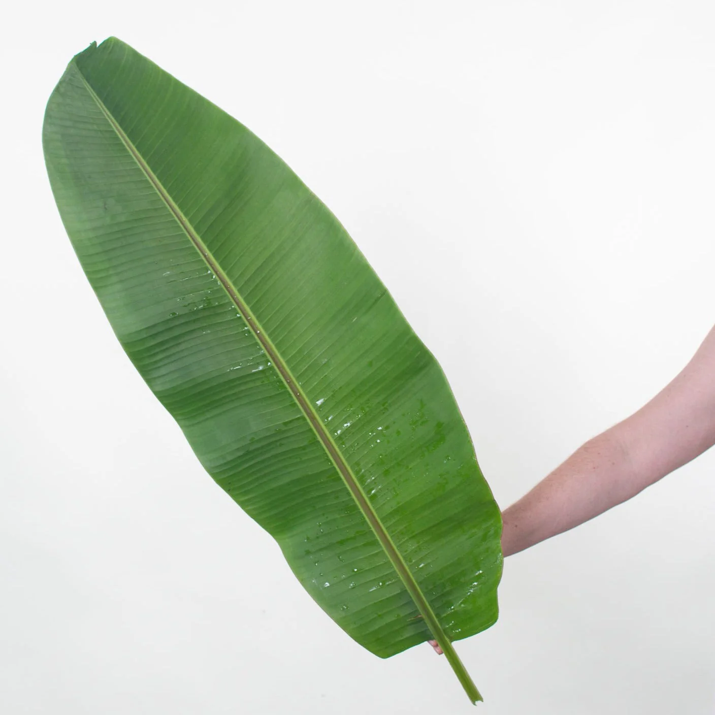 Musa Leaf Greenery - Image 5