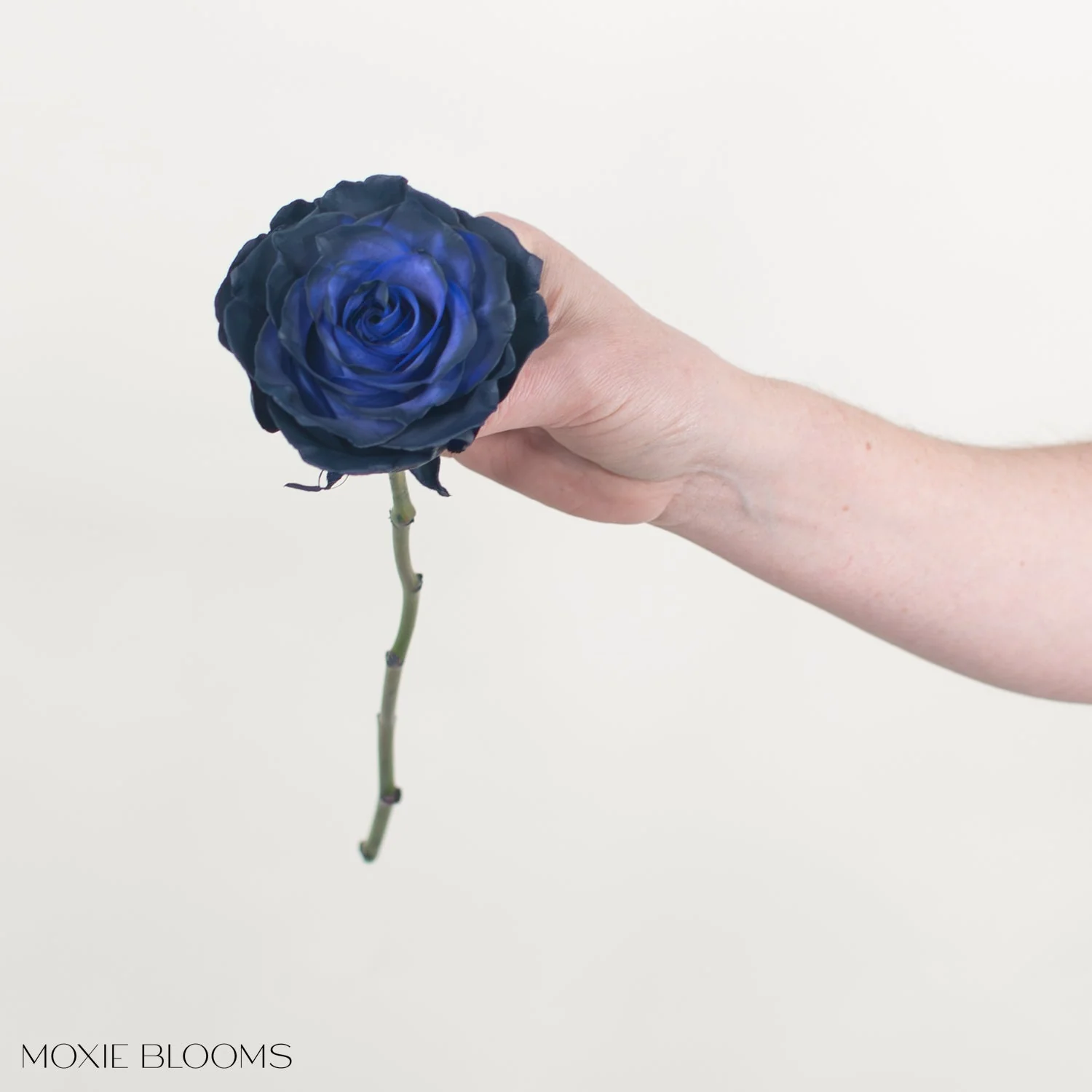 Midnight Navy Novelty Rose - Image 5