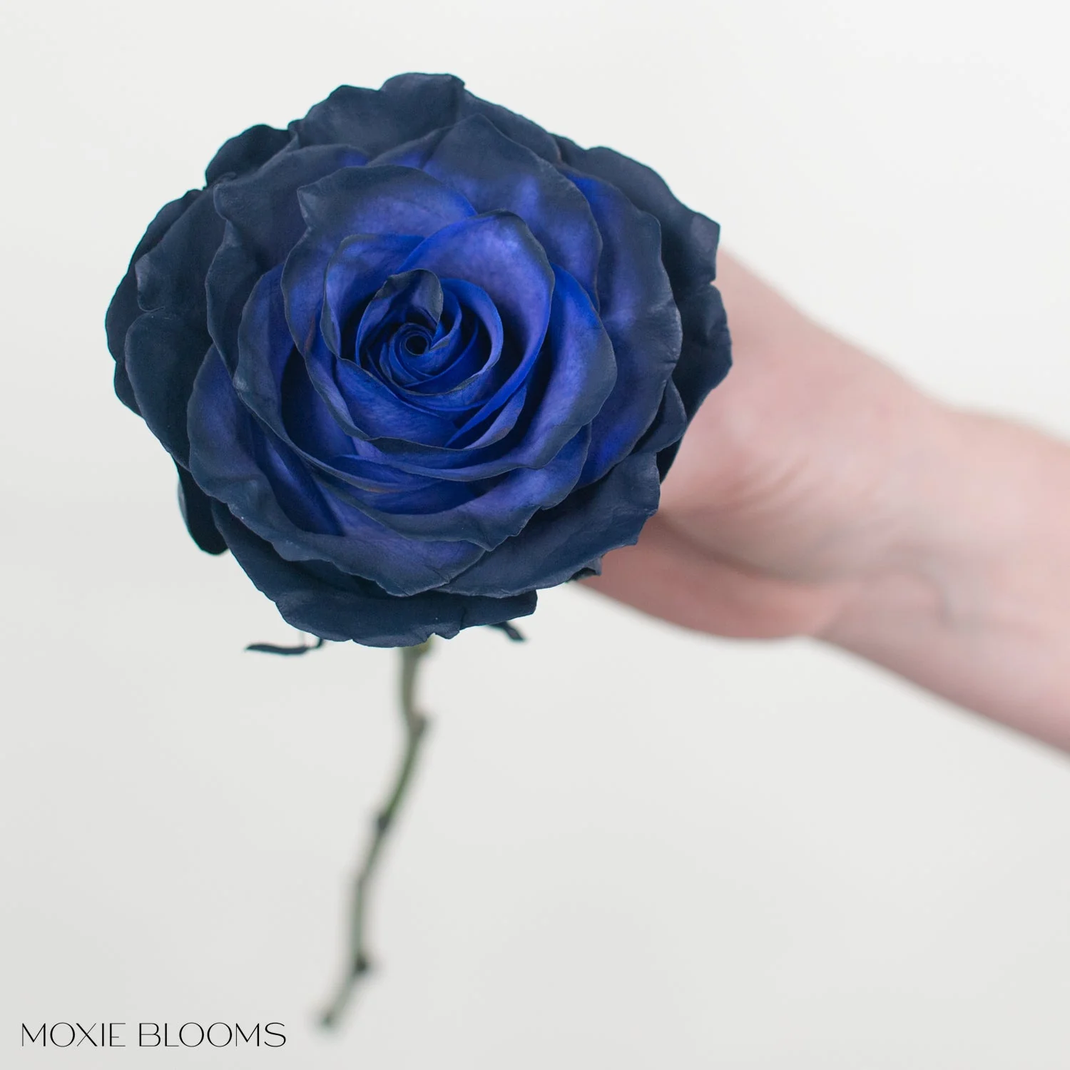 Midnight Navy Novelty Rose - Image 6