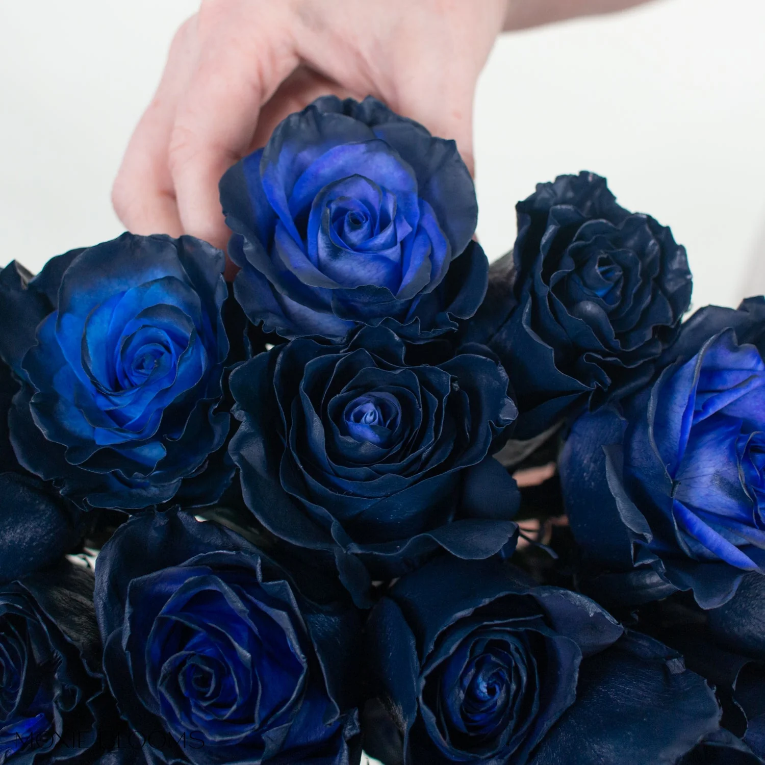 Midnight Navy Novelty Rose - Image 7