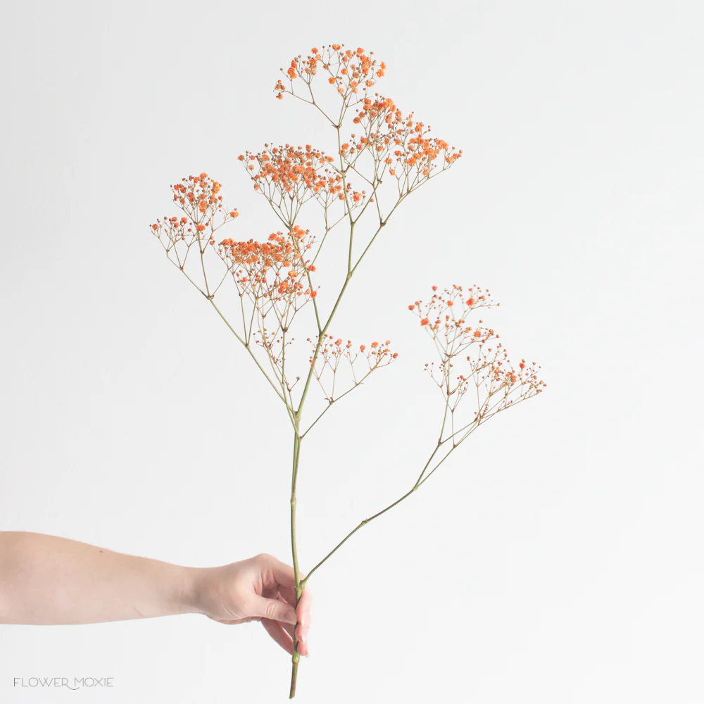 Tinted Orange Baby's Breath Flower - Image 3