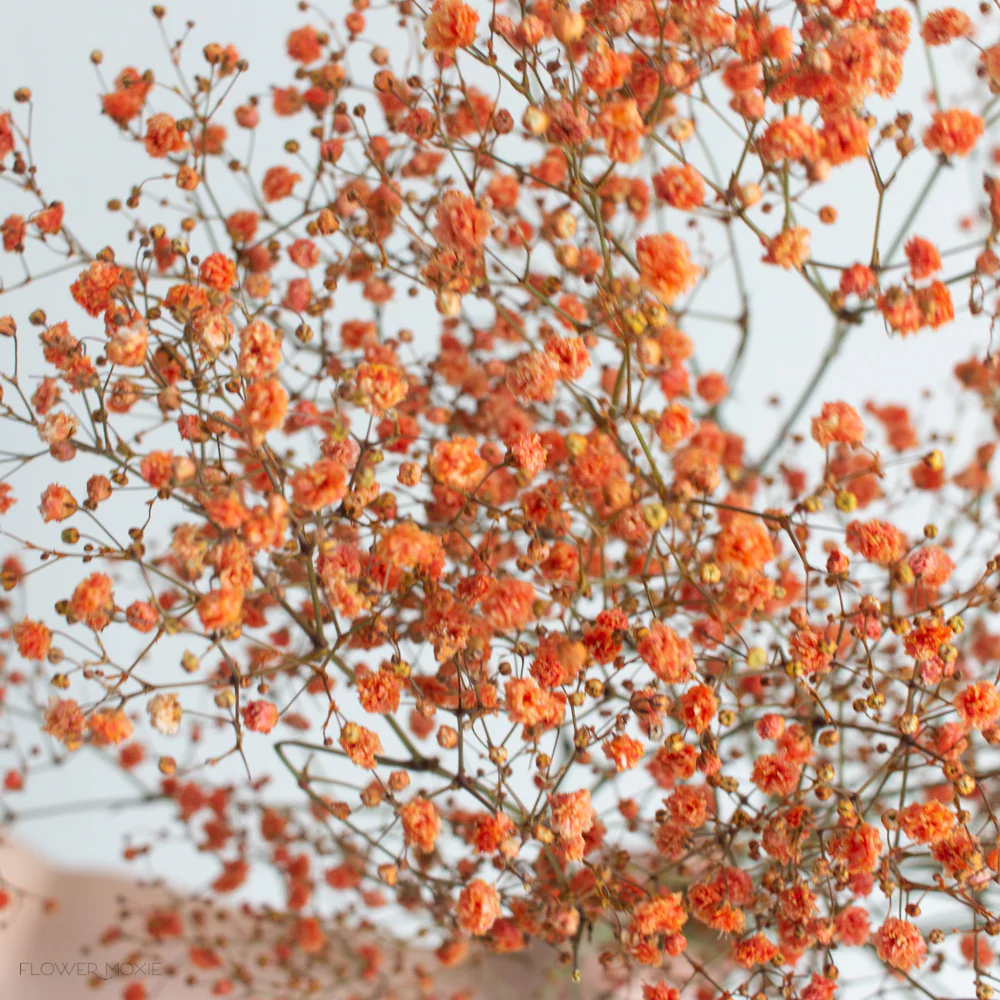 Tinted Orange Baby's Breath Flower - Image 4
