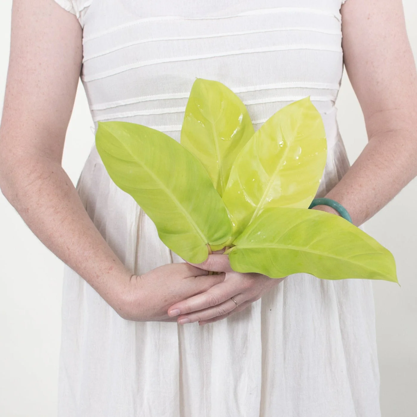 Phi Lemon Greenery - Image 2