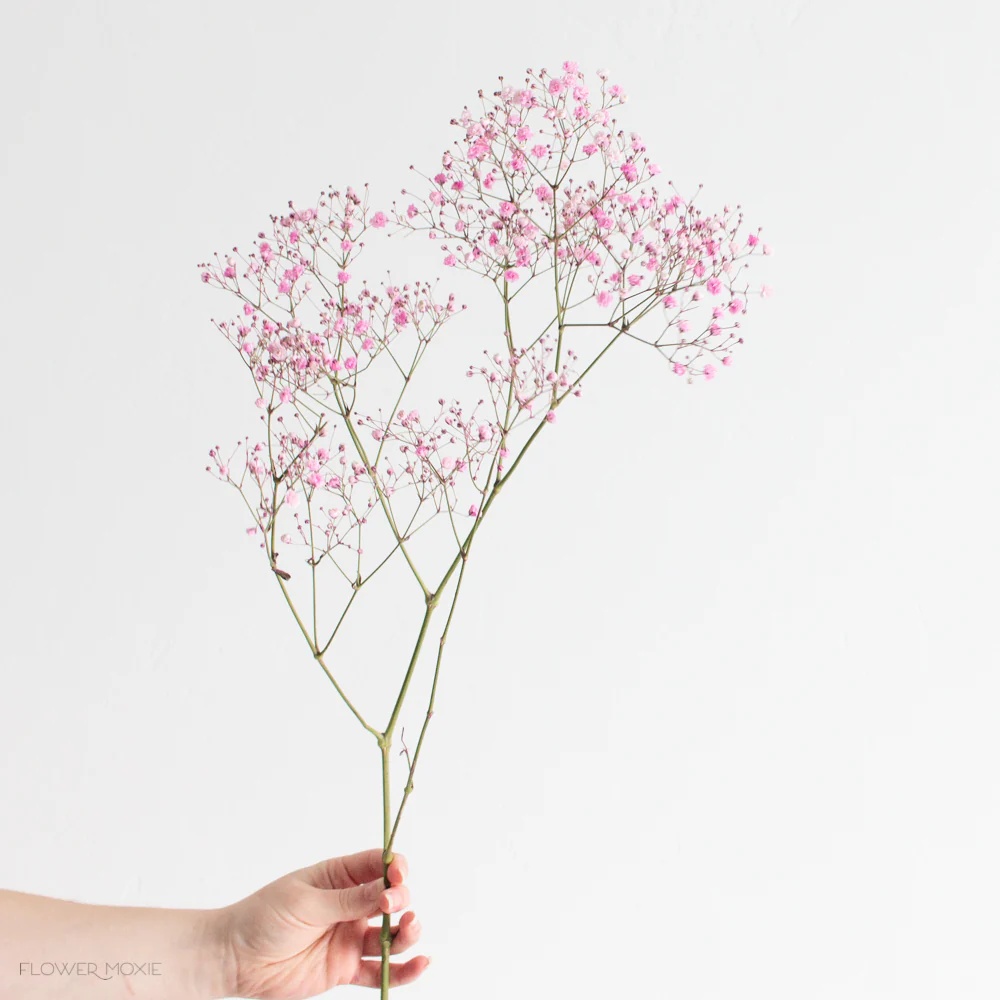 Tinted Pink Baby's Breath Flower - Image 4