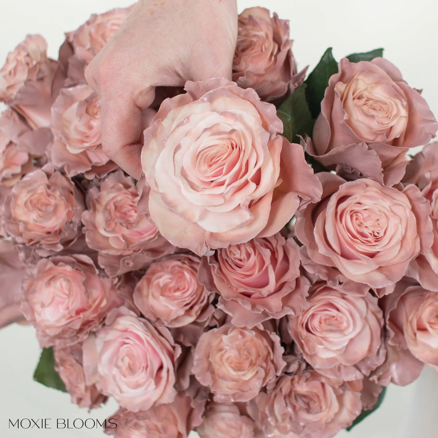 Pink Pearl Novelty Rose - Image 7