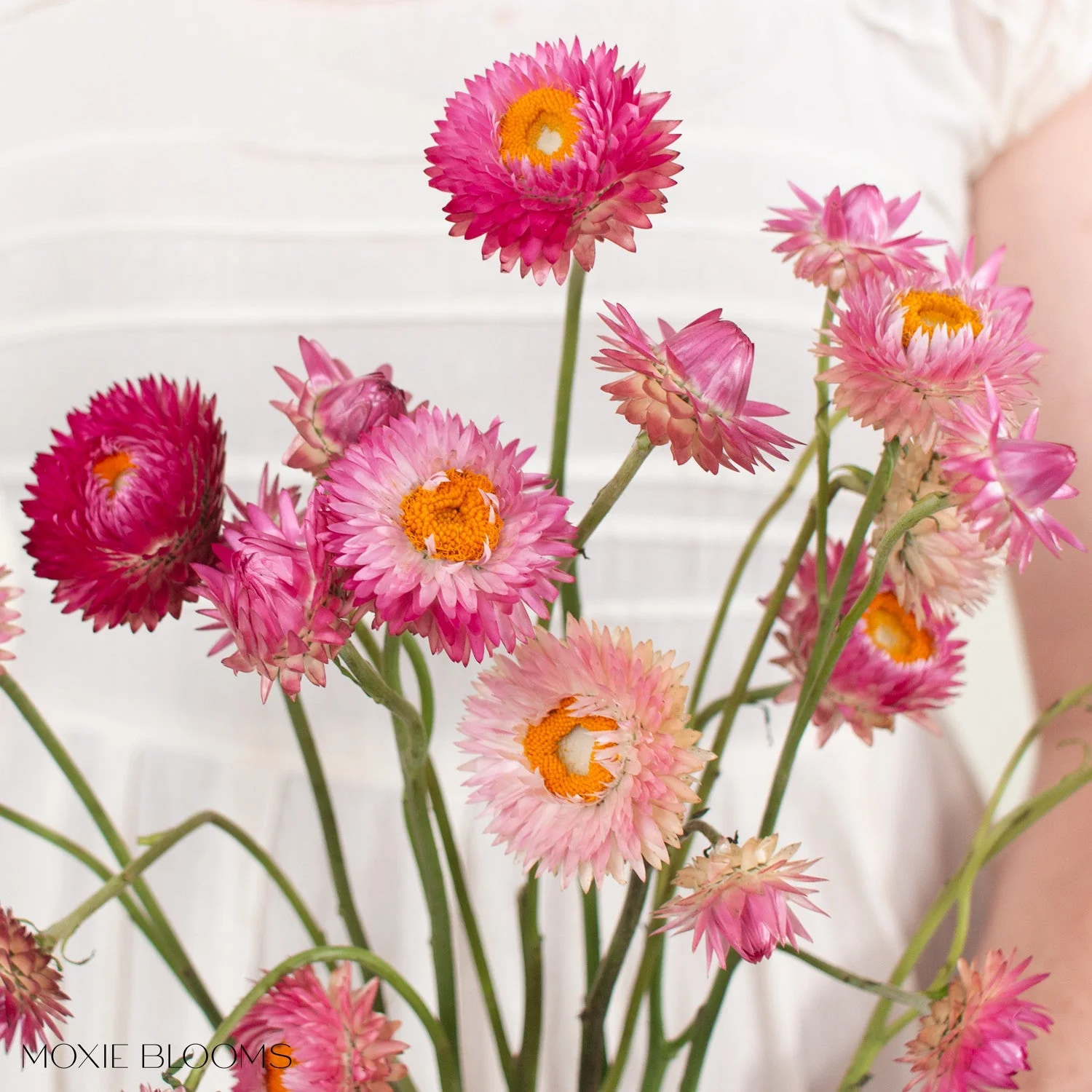 Pink Strawflower - Image 3
