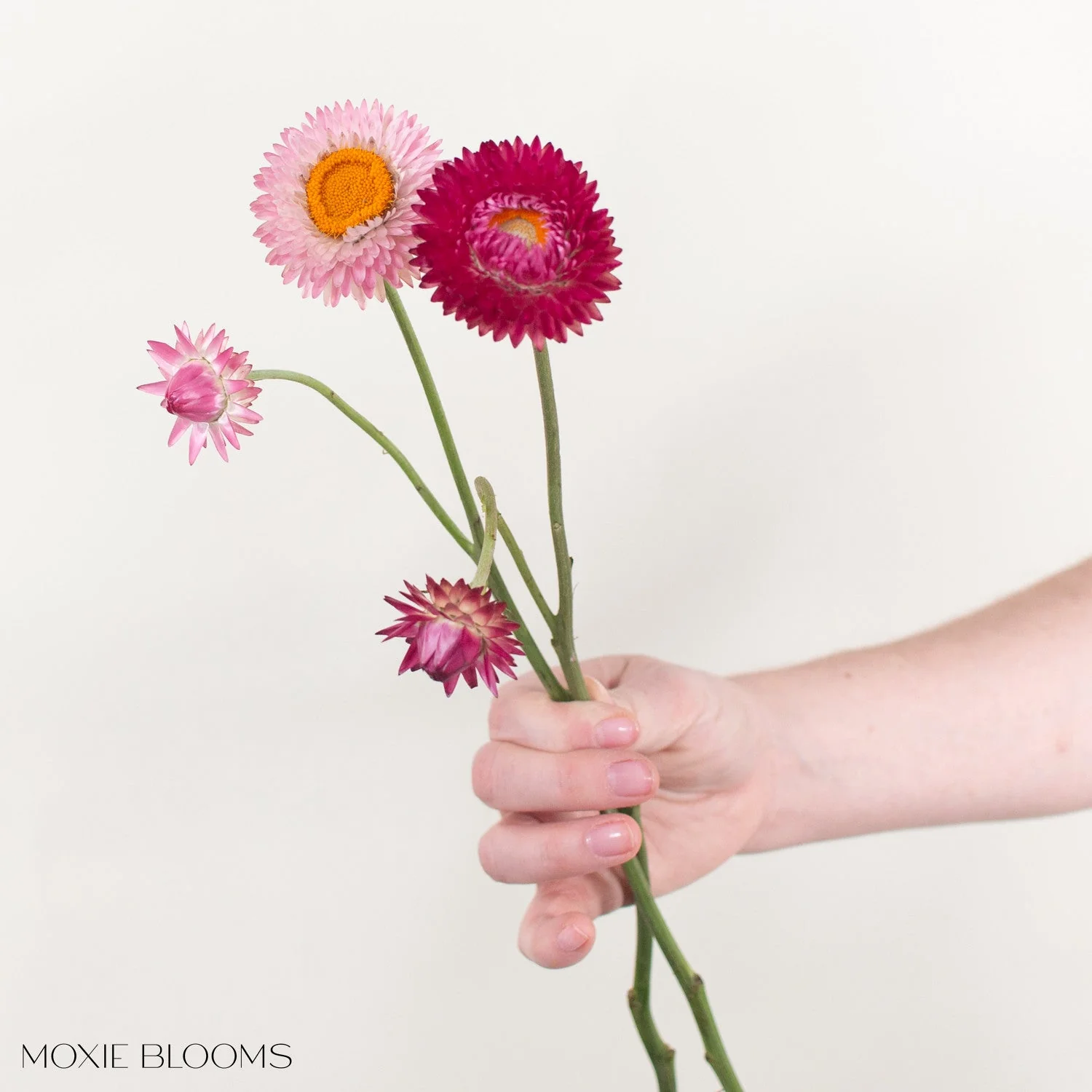 Pink Strawflower - Image 4