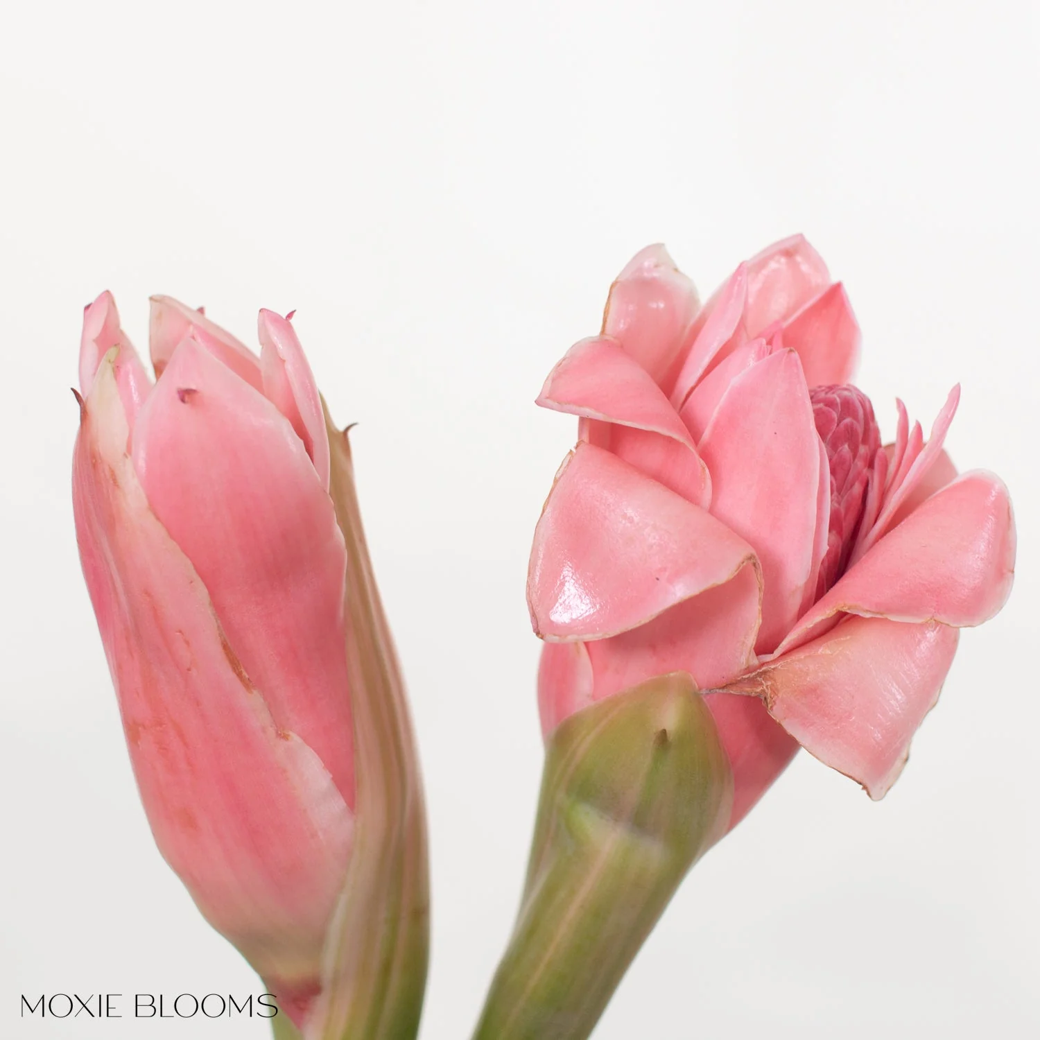 Pink Torch Ginger - Image 3