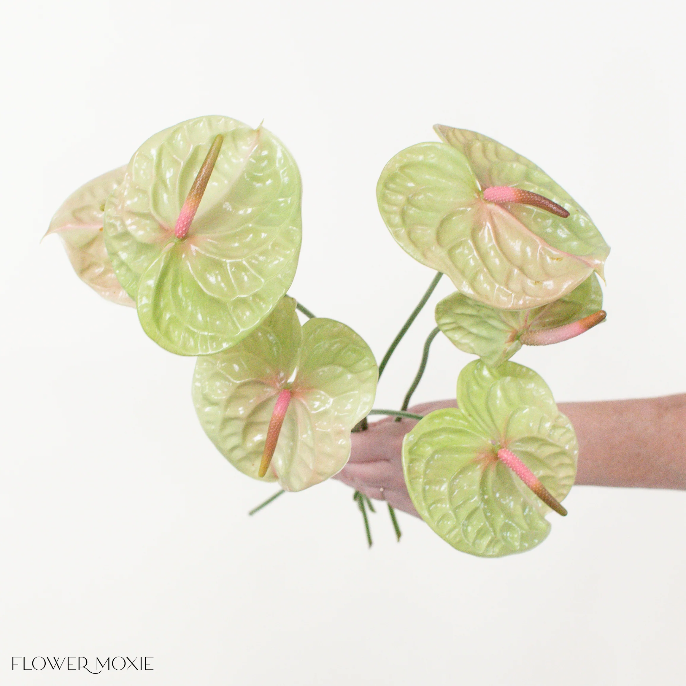 Pistache Green and Pink Anthurium - Image 3