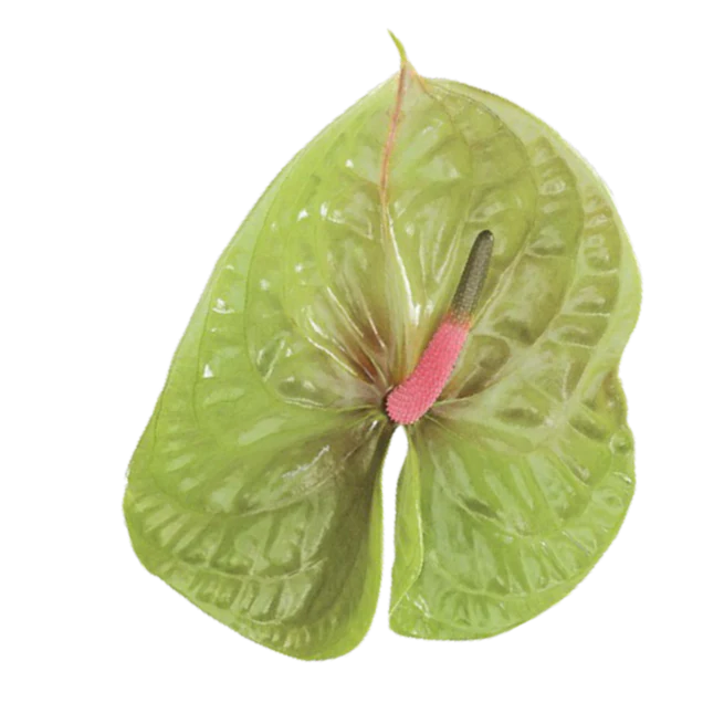 Pistache Green and Pink Anthurium - Image 4