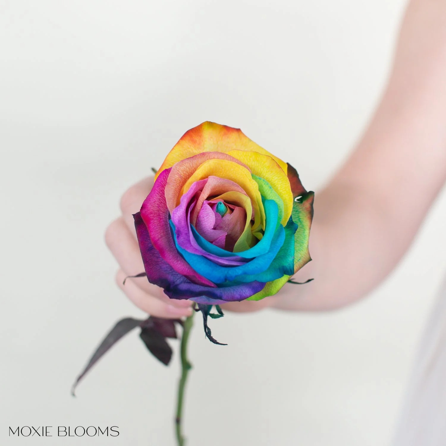 Rainbow Novelty Rose - Image 4