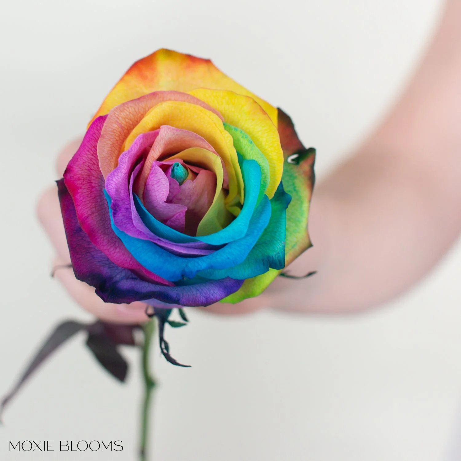 Rainbow Novelty Rose - Image 5
