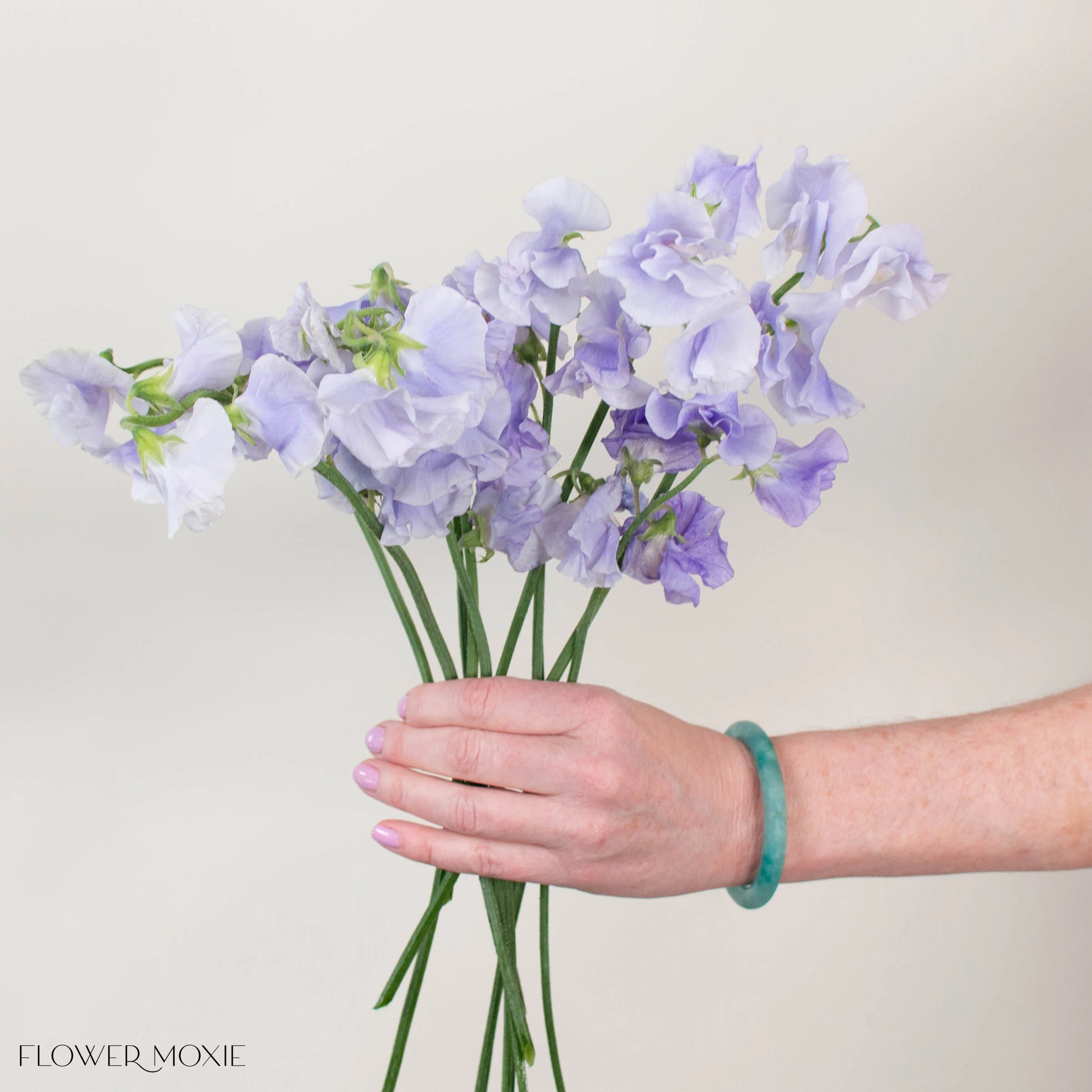 Lavender Sweet Pea - Image 3