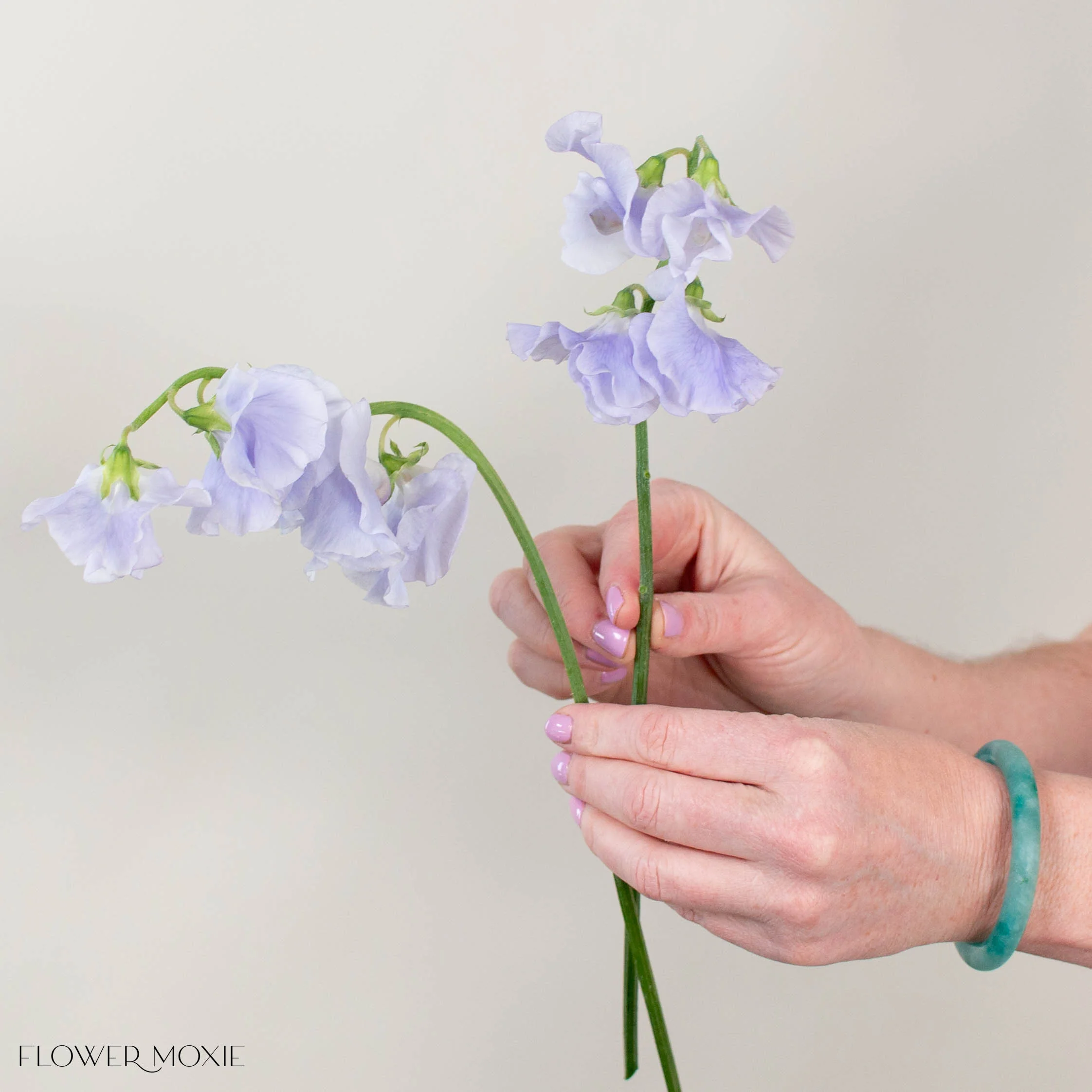 Lavender Sweet Pea - Image 4