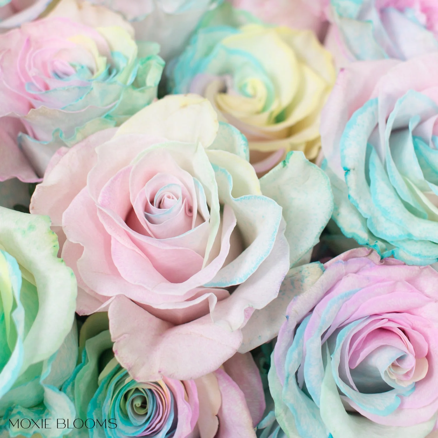 Cotton Candy Novelty Rose - Image 5