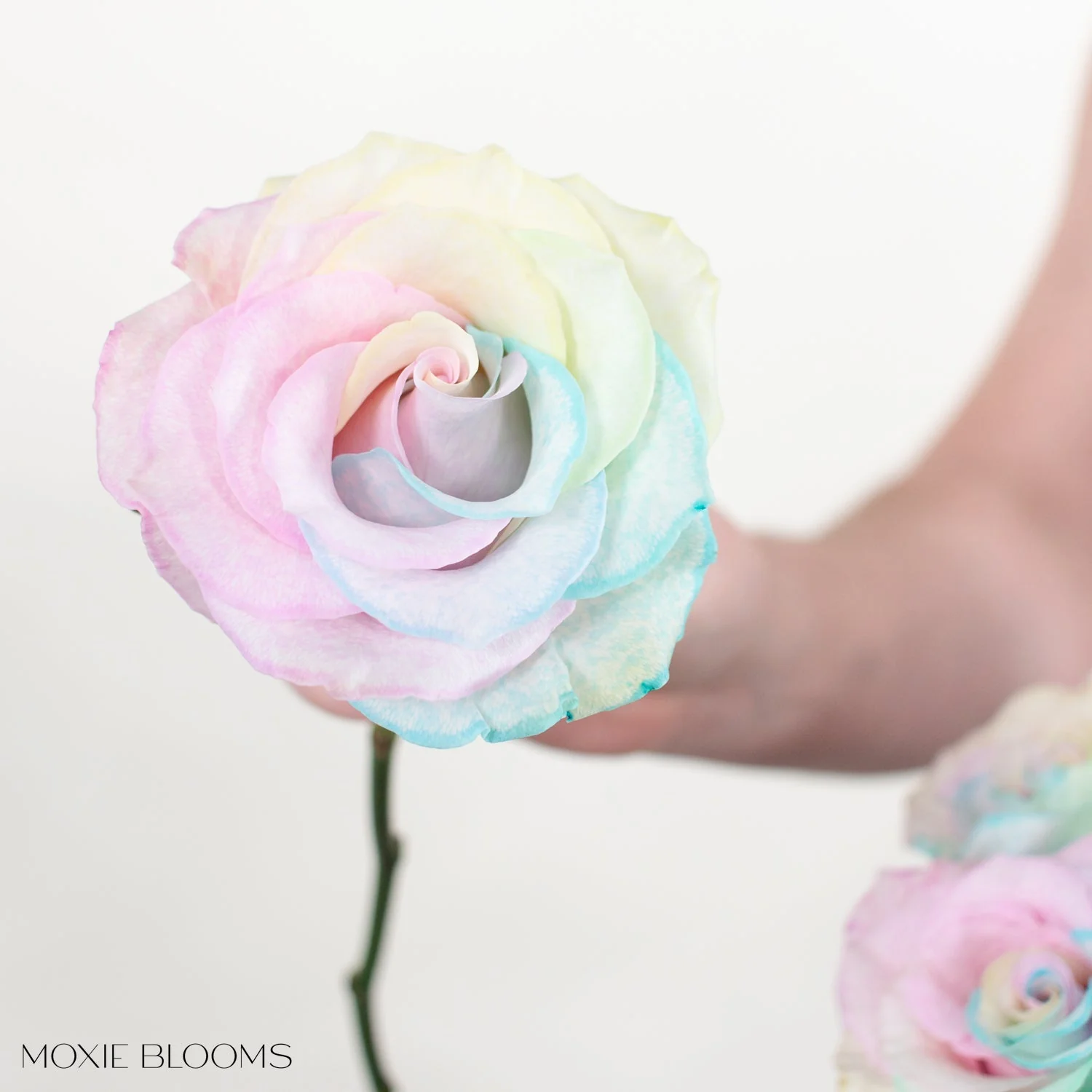 Cotton Candy Novelty Rose - Image 6