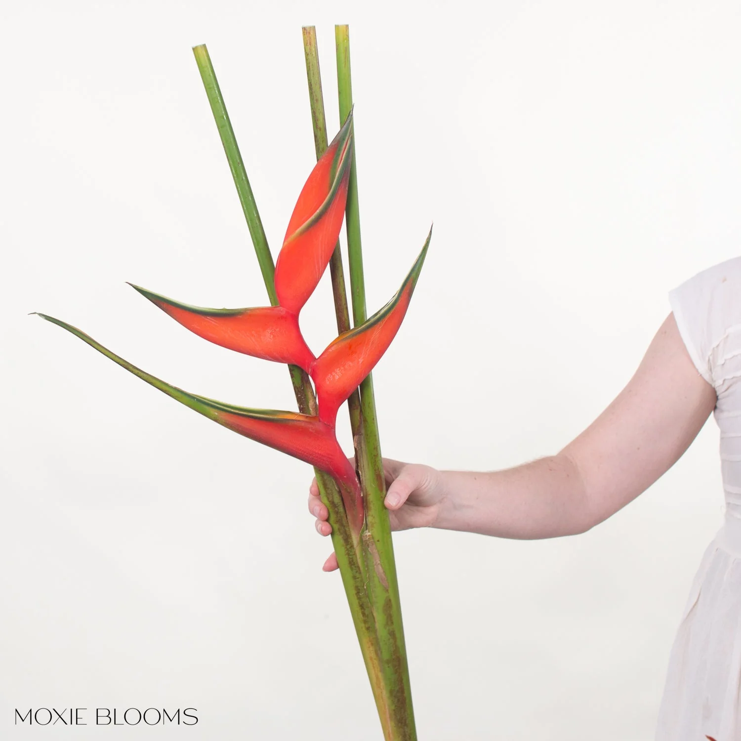 Red Iris Heliconia - Image 3