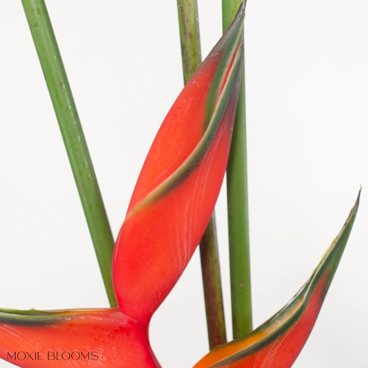 Red Iris Heliconia - Image 4