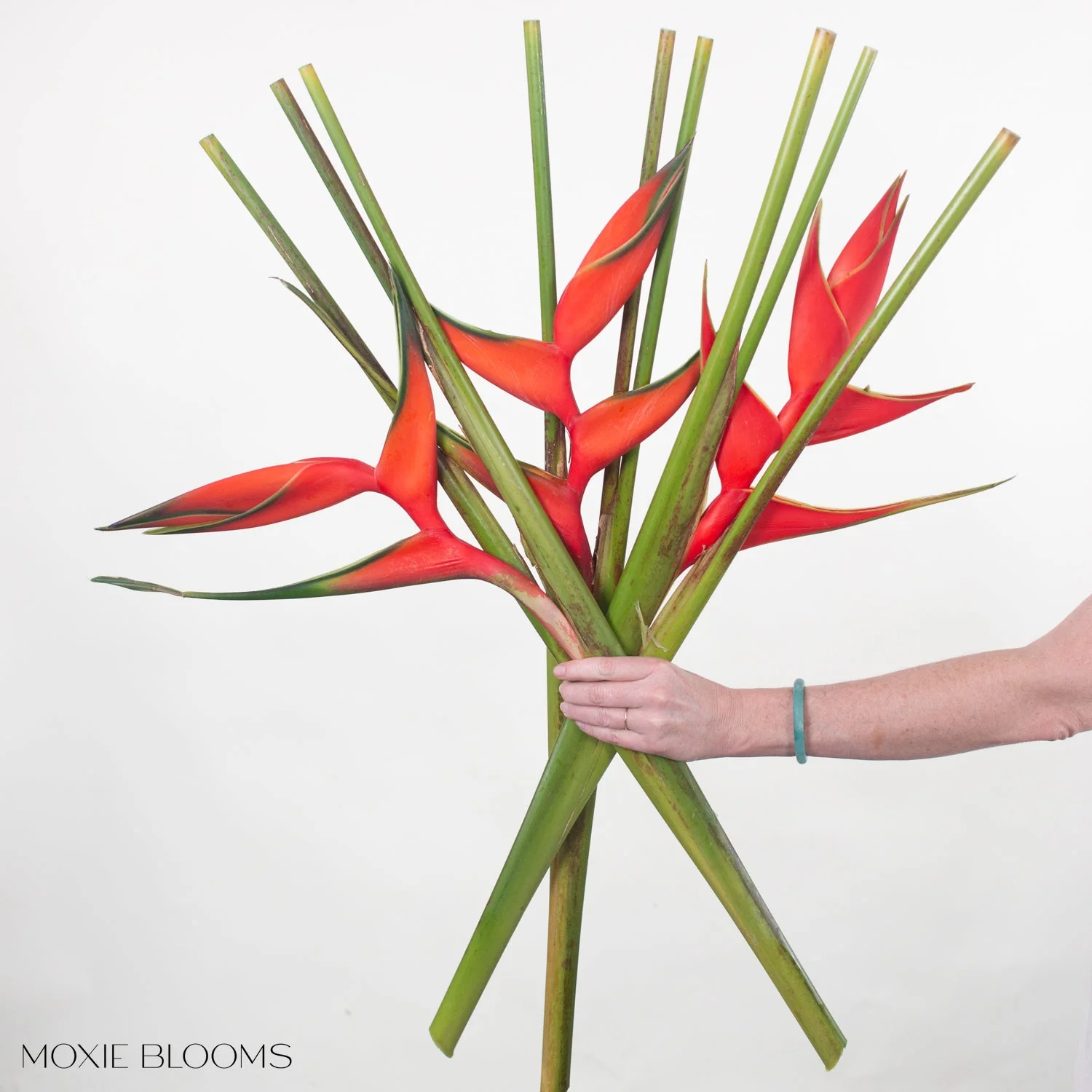 Red Iris Heliconia - Image 5