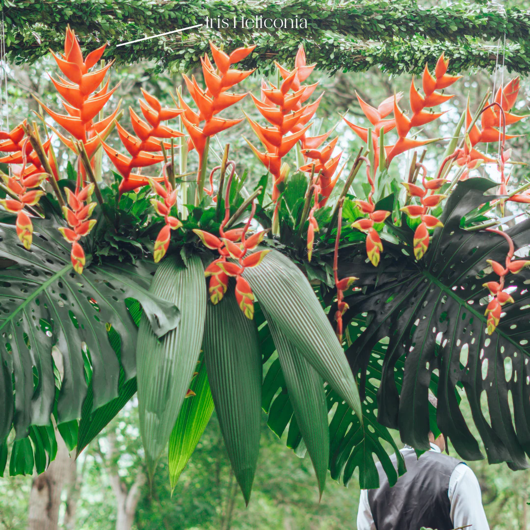 Red Iris Heliconia - Image 6