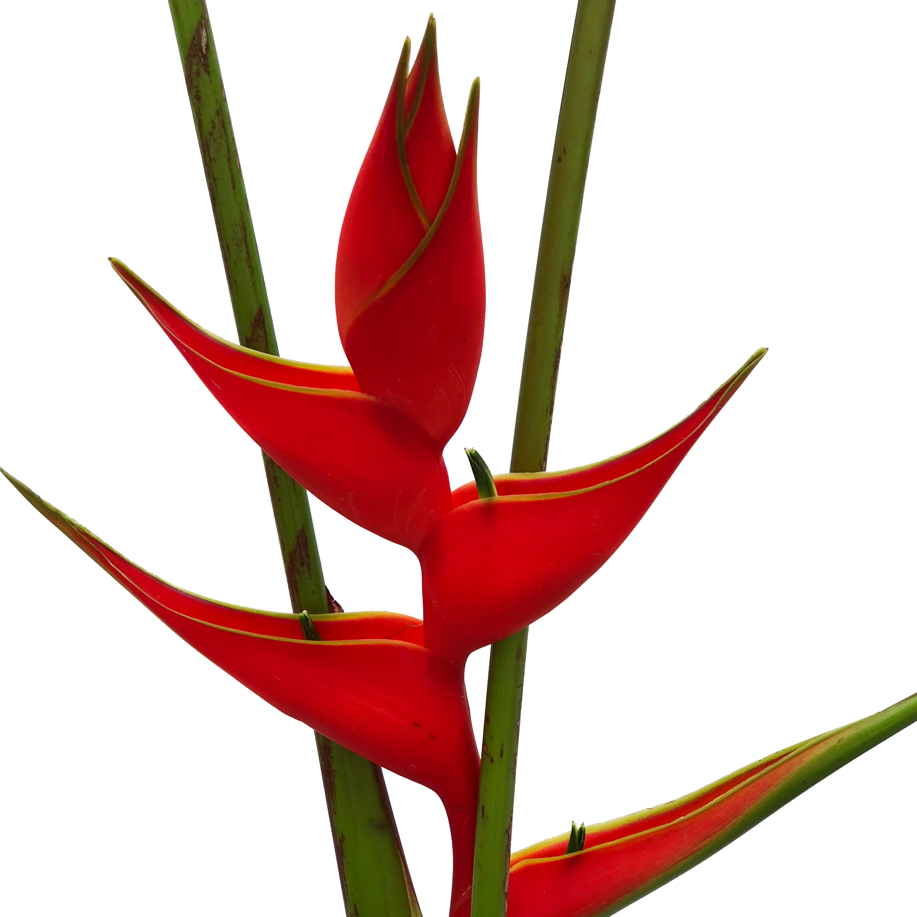 Red Iris Heliconia - Image 7