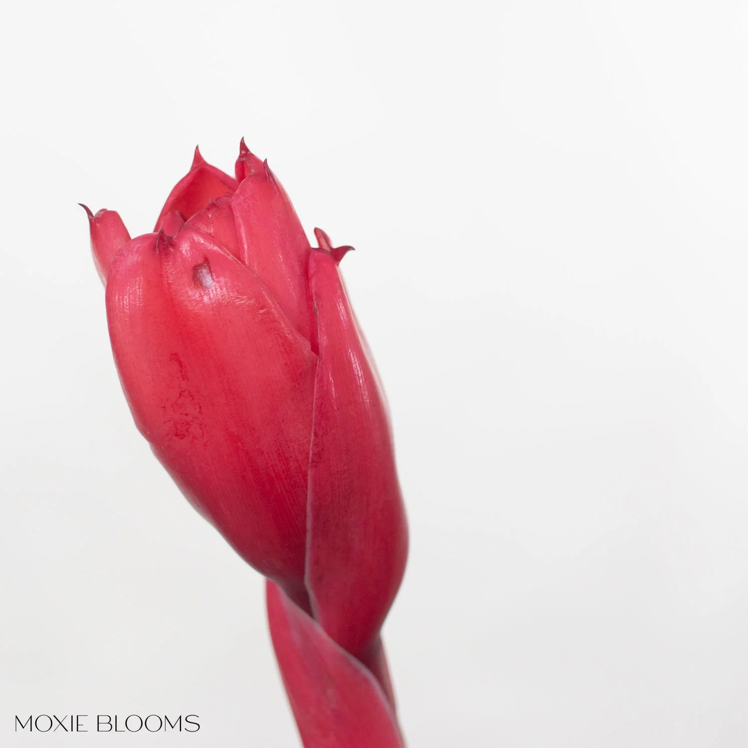 Red Torch Ginger - Image 4