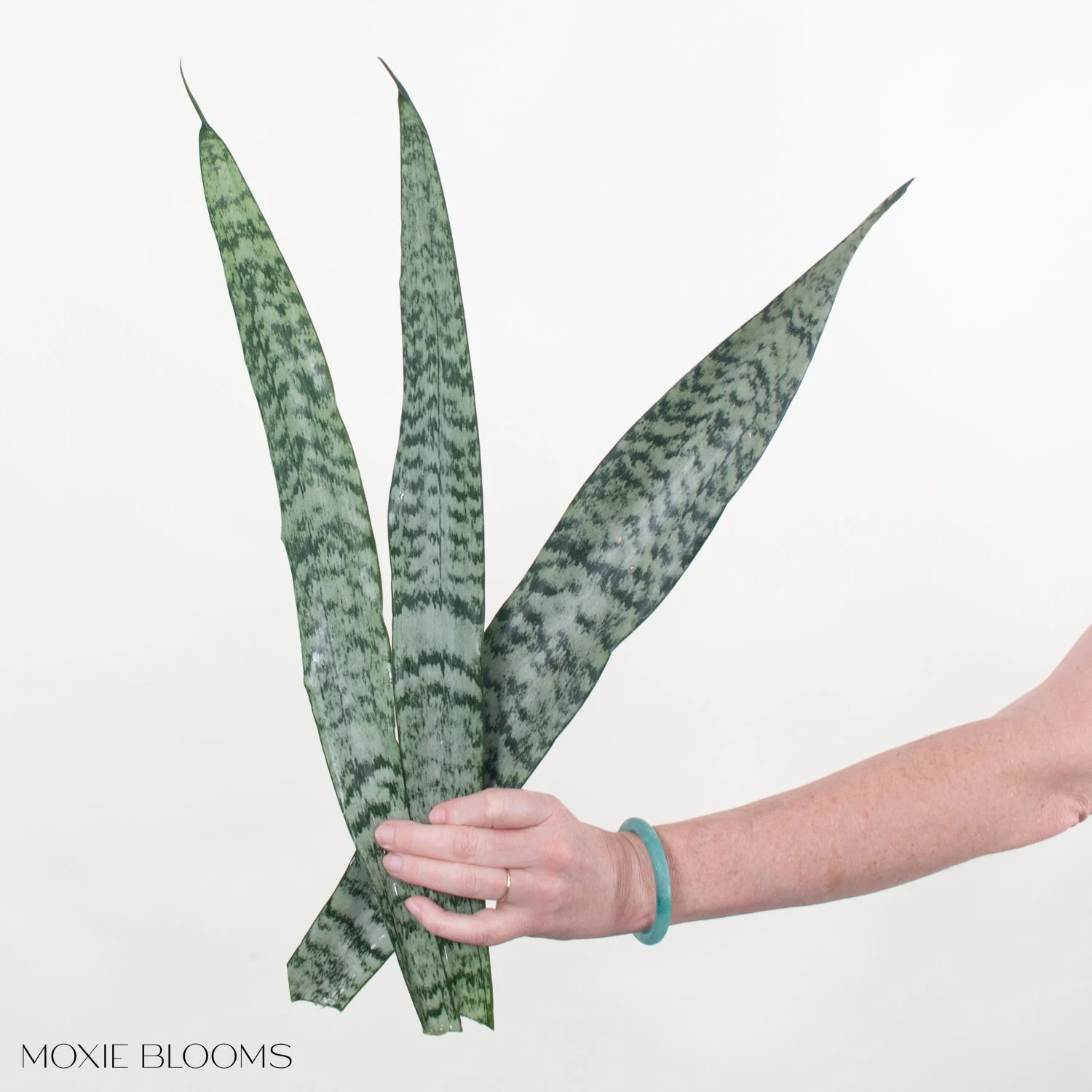 Sanseveria Greenery - Image 2