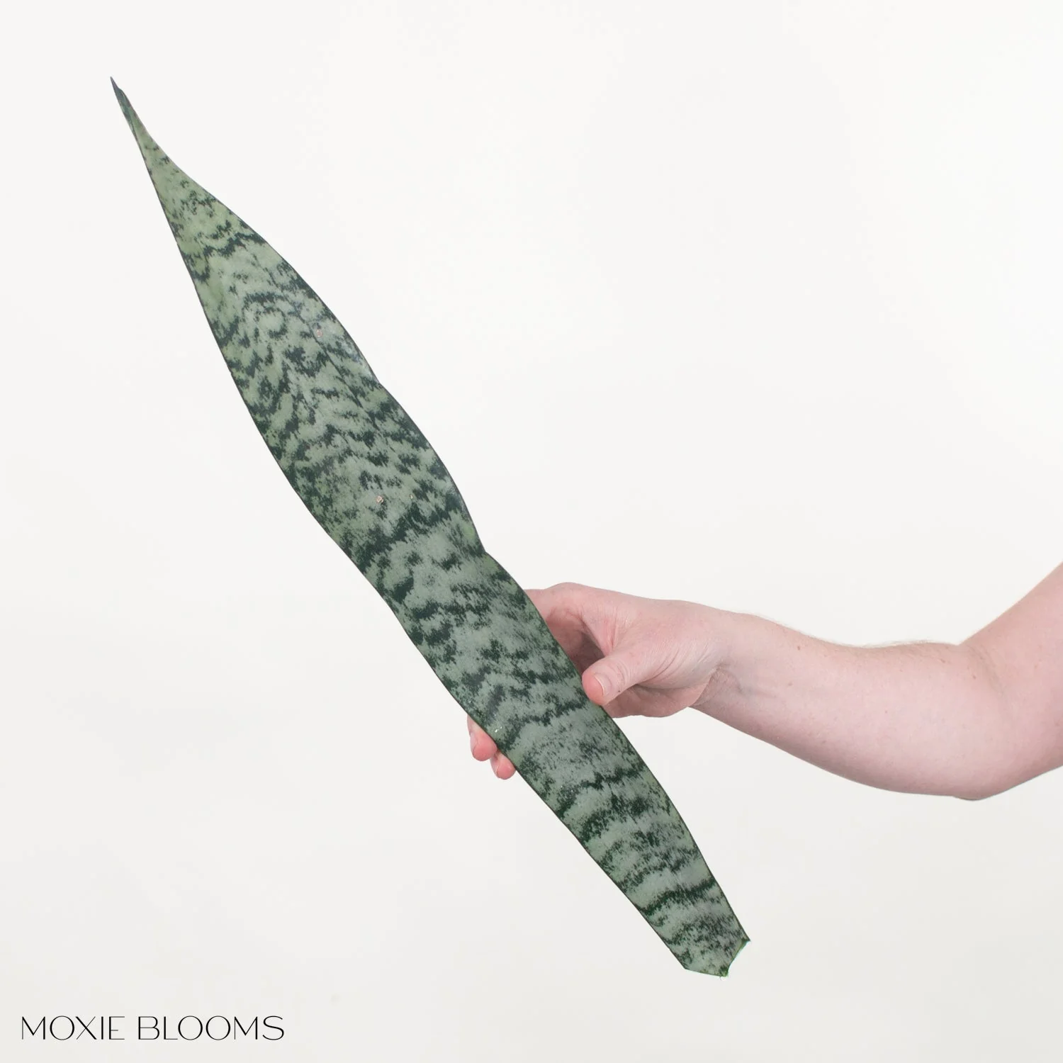 Sanseveria Greenery - Image 3